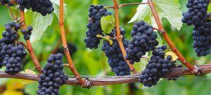 Пино Нуар - виноградник «Золотая Балка»
