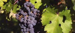 Каберне Совиньон - виноградник «Золотая Балка»