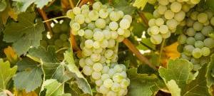 Мускат Белый - виноградник «Золотая Балка»