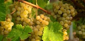 Мускат Оттонель - виноградник «Золотая Балка»
