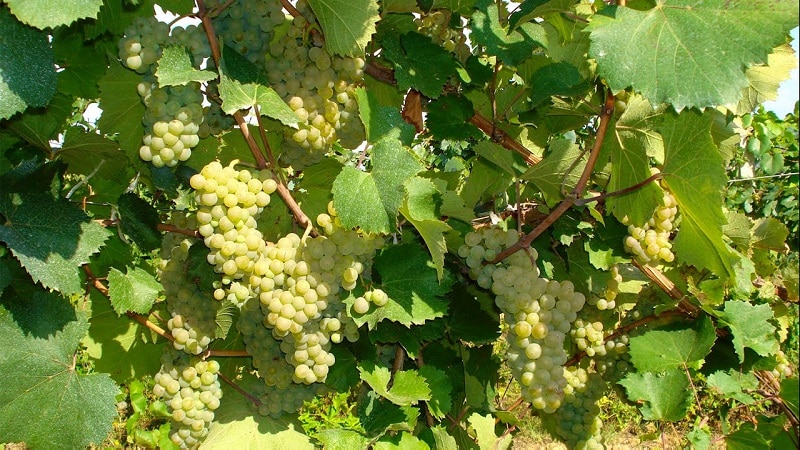 Алиготе - виноградник «Золотая Балка»