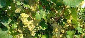 Алиготе - виноградник «Золотая Балка»