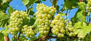 Шардоне - виноградник «Золотая Балка»