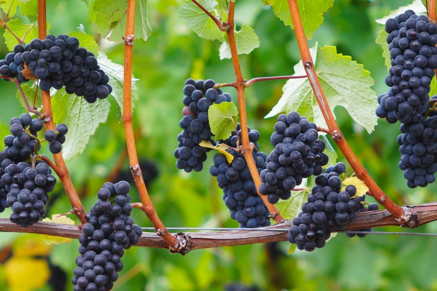 Пино Нуар - виноградник «Золотая Балка»