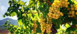 Мускат Янтарный - виноградник «Золотая Балка»