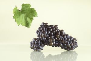 Пино Гри - виноградник «Золотая Балка»