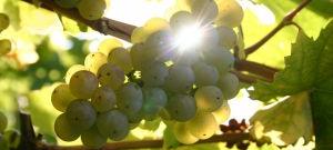 Рислинг - виноградник «Золотая Балка»