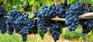 Саперави - виноградник «Золотая Балка»