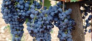 Мерло - виноградник «Золотая Балка»