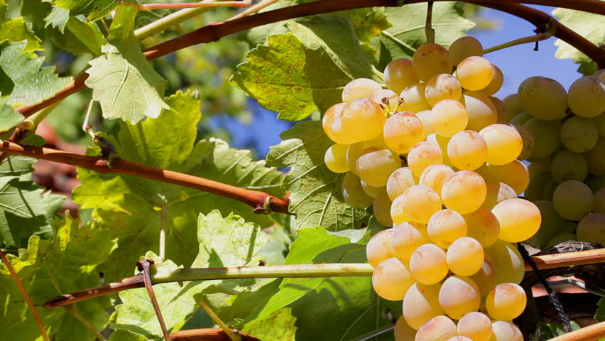 Ркацители - виноградник «Золотая Балка»