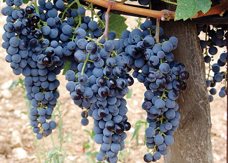 Мерло - виноградник «Золотая Балка»