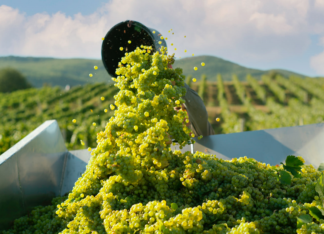 Итоги 2023: новые виноградники, вина и оборудование - новости «Золотая Балка»