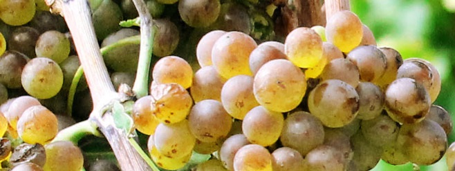 Сильванер - виноградник «Золотая Балка»