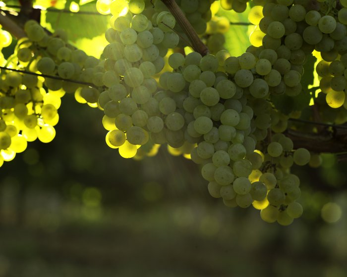 На виноградниках «Золотой Балки» идет сбор урожая  - новости «Золотая Балка»