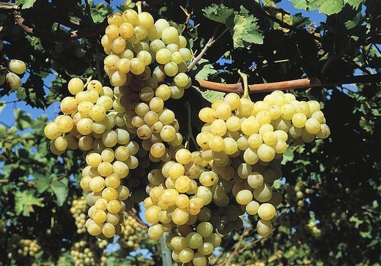 Италия - виноградник «Золотая Балка»