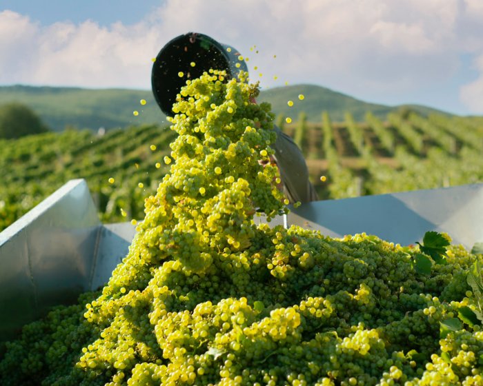 Итоги 2023: новые виноградники, вина и оборудование - новости «Золотая Балка»