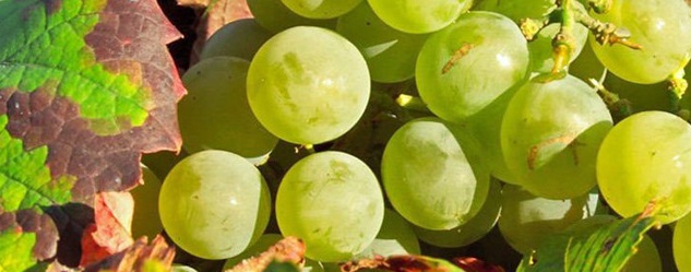 Кокур Белый - виноградник «Золотая Балка»