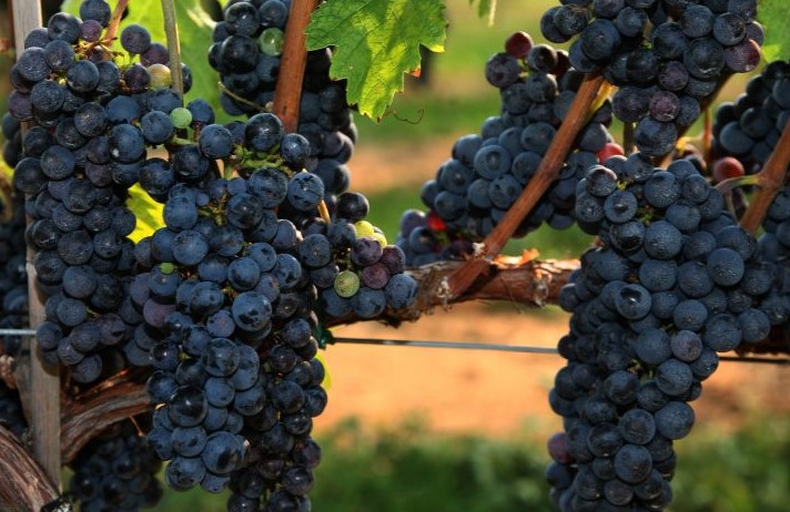 Каберне Фран - виноградник «Золотая Балка»