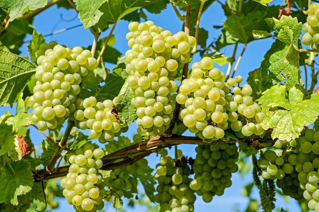 Шардоне - виноградник «Золотая Балка»