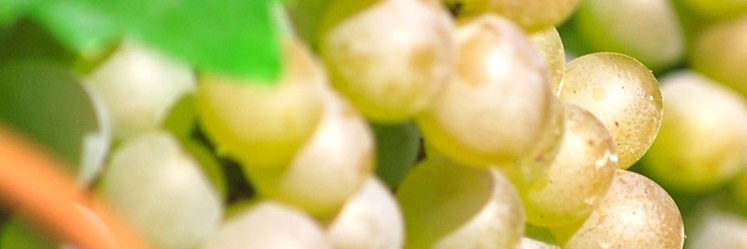 Совиньон Зеленый - виноградник «Золотая Балка»