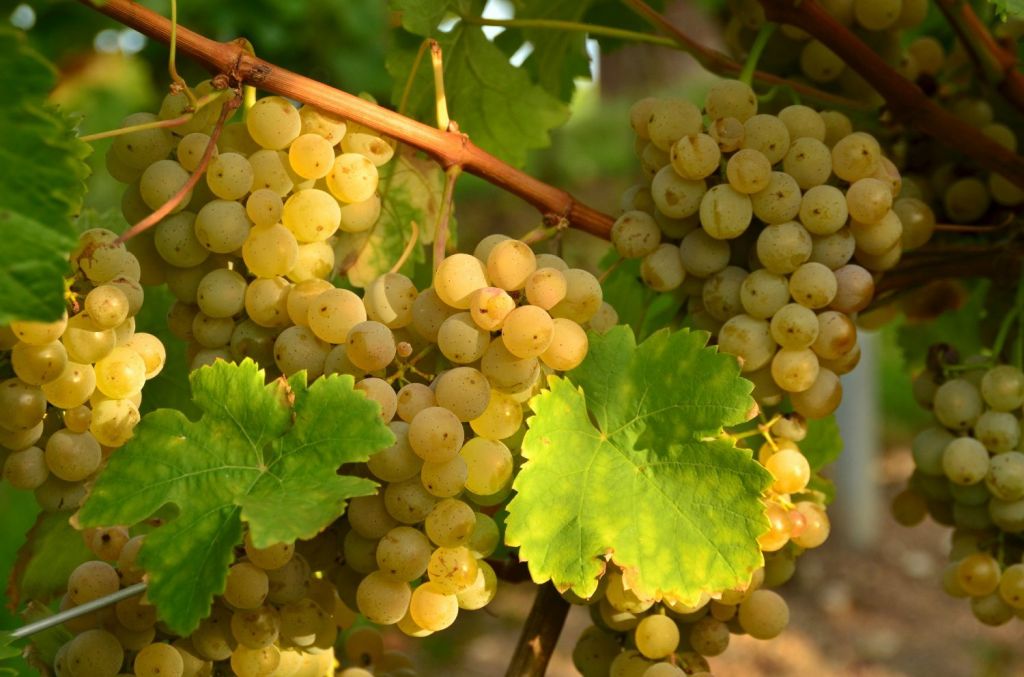 Мускат Оттонель - виноградник «Золотая Балка»
