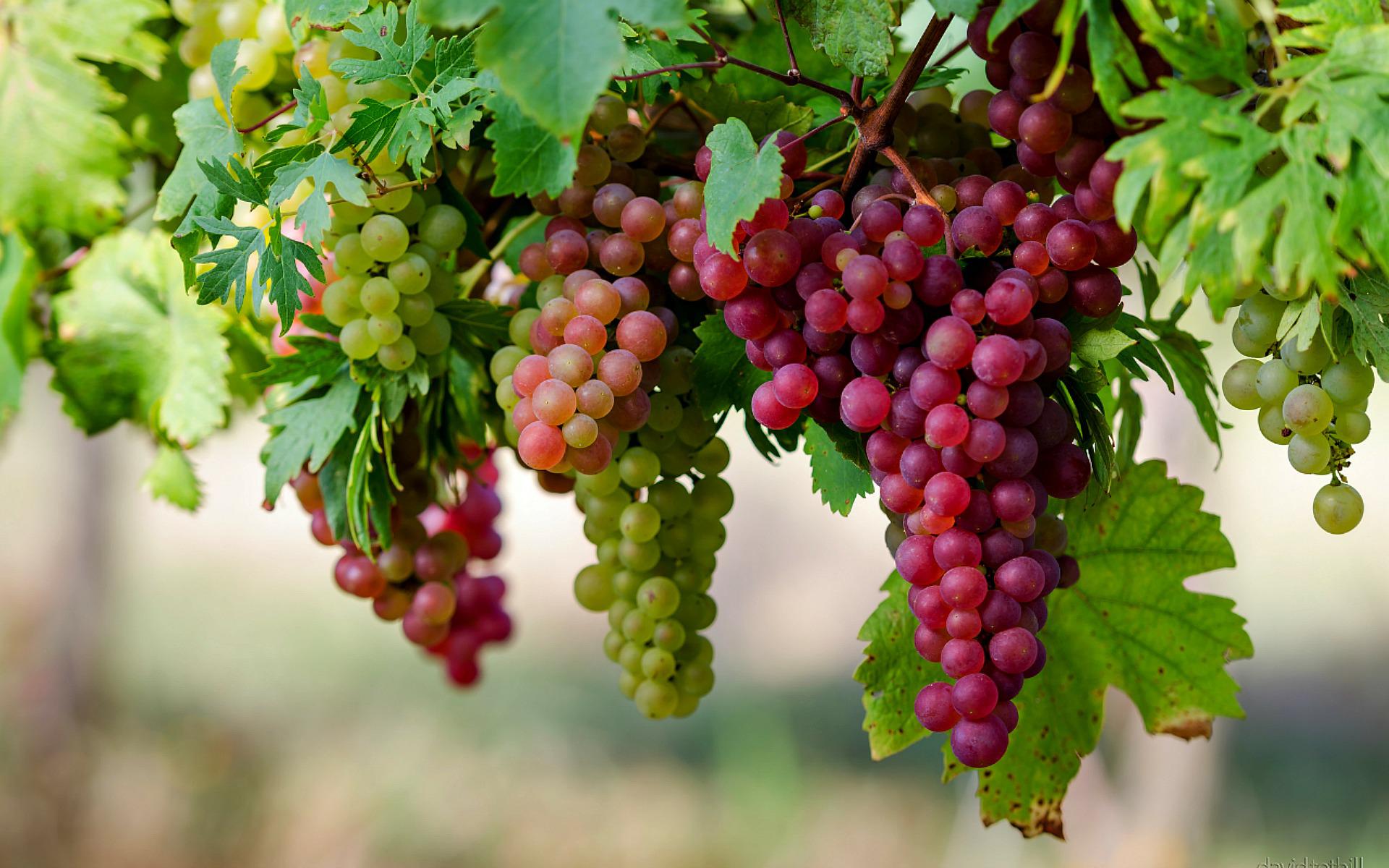 Траминер - виноградник «Золотая Балка»
