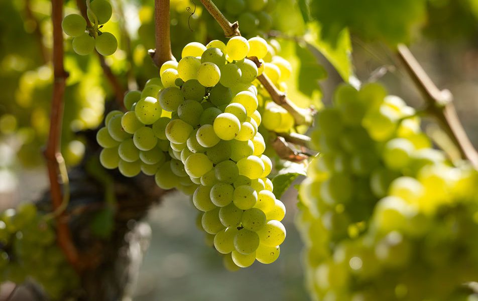Совиньон Блан - виноградник «Золотая Балка»