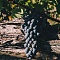 Виноградники - Экосистема «Золотая Балка»