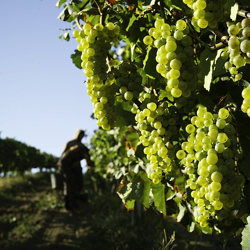 На виноградниках «Золотой Балки» идет сбор урожая  - новости «Золотая Балка»